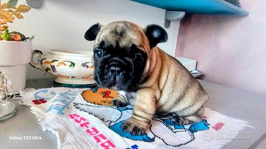 Cuccioli Bulldog Bouledogue Francese