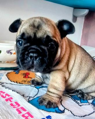 Cuccioli Bulldog Bouledogue Francese