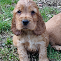 Cocker spaniel pedigree enci