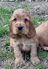 Cocker spaniel pedigree enci