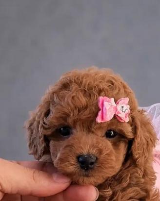 Cuccioli barboncino toy red