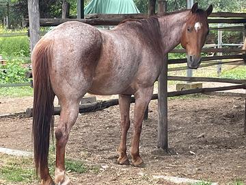 Castrone Quarter Horse