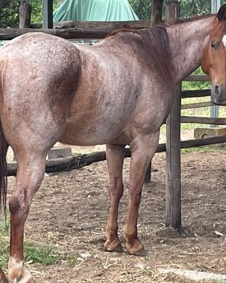 Castrone Quarter Horse