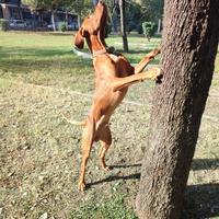 Vizsla per accoppiamento