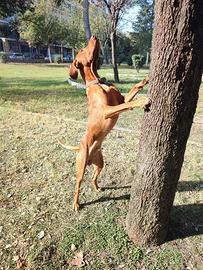 Vizsla per accoppiamento