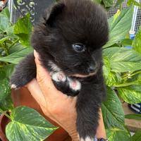 Spitz di pomerania
