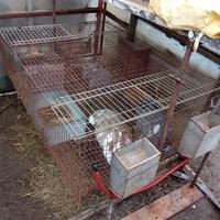 gabbia per fattrici conigli 4 posti completa 