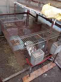 gabbia per fattrici conigli 4 posti completa 