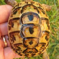 Tartaruga di terra Testuggine Testudo graeca ibera