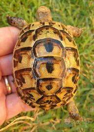 Tartaruga di terra Testuggine Testudo graeca ibera