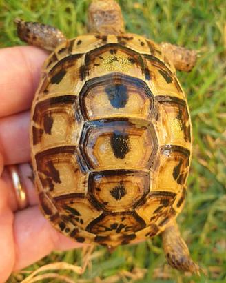 Tartaruga di terra Testuggine Testudo graeca ibera
