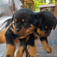 Rottweiler