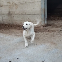 Cucciolo pastore Asia centrale