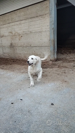 Cucciolo pastore Asia centrale