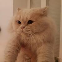 Gatto persiano maschio sterilizzato - 8 anni