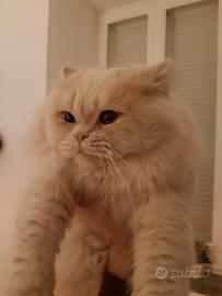 Gatto persiano maschio sterilizzato - 8 anni