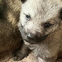 Cuccioli cane lupo cecoslovacco