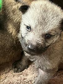 Cuccioli cane lupo cecoslovacco