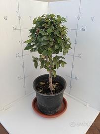 Piantine di Ligustro (2 Anni, 20-30 cm) – Da Talea