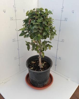 Piantine di Ligustro (2 Anni, 20-30 cm) – Da Talea