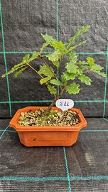 Bonsai di Quercia Roverella (Quercus Pubescens)211