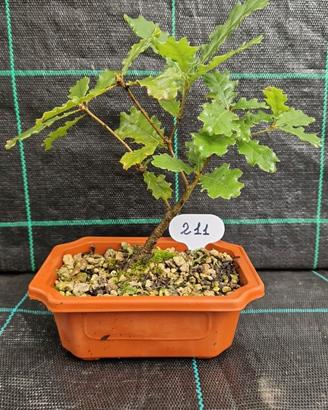 Bonsai di Quercia Roverella (Quercus Pubescens)211
