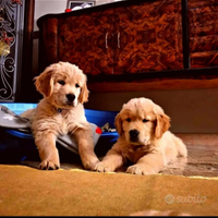 Cuccioli Golden Retriever Americani