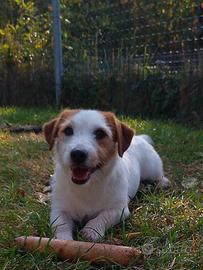 Jack Russell 