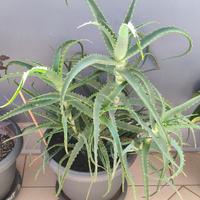 Pianta di Aloe Arborescens

