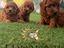 Immagine 4