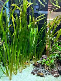 Vallisneria e Piante acquari pesci