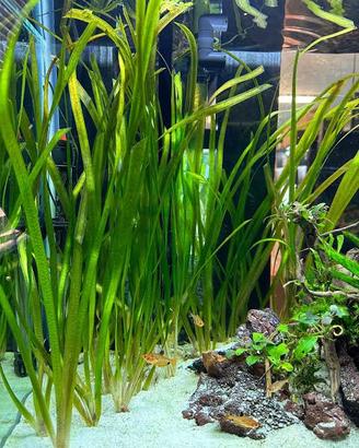 Vallisneria e Piante acquari pesci