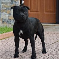 Staffordshire bull terrier