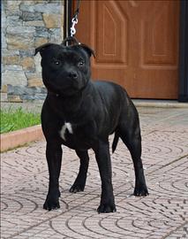 Staffordshire bull terrier