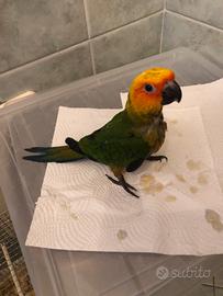 Conuro del sole