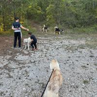 Husky siberiani femmine con pedigree enci