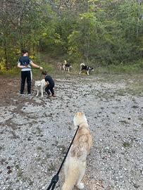 Husky siberiani femmine con pedigree enci