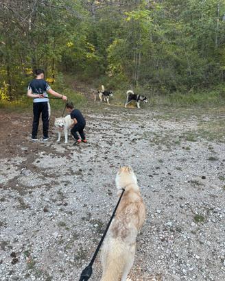 Husky siberiani femmine con pedigree enci