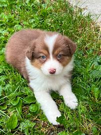 Cucciola Pastore Australiano