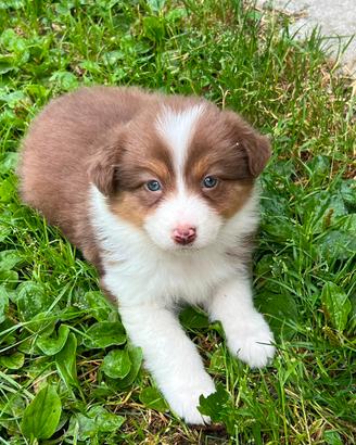 Cucciola Pastore Australiano