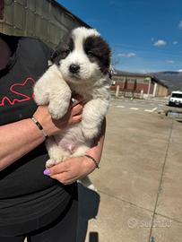 Cucciolo 3 mesi taglia grande - gigante