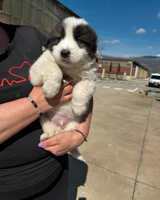 Cucciolo 3 mesi taglia grande - gigante