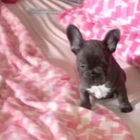 Cane bulldog francese