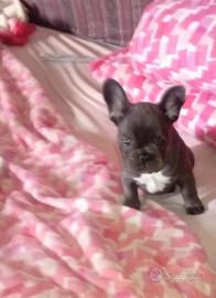Cane bulldog francese
