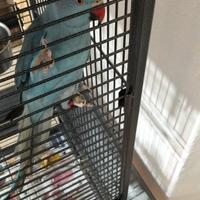 Parrocchietto dal collare 250 trattabile compl