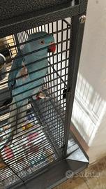 Parrocchietto dal collare 250 trattabile compl