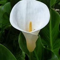 Calla bianca