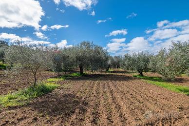 Terreno - Caltagirone