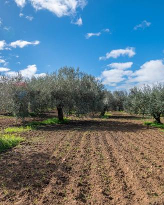 Terreno - Caltagirone
