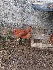 Galline